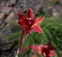 Слика од Gladiolus emiliae L. Bolus