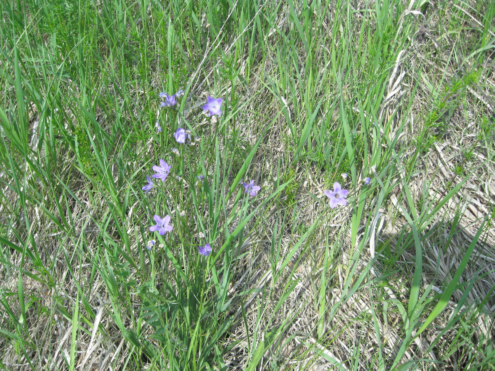 Campanula stevenii subsp. wolgensis (P. A. Smirn.) Fed. resmi