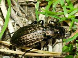 Image of Granulated Carabid