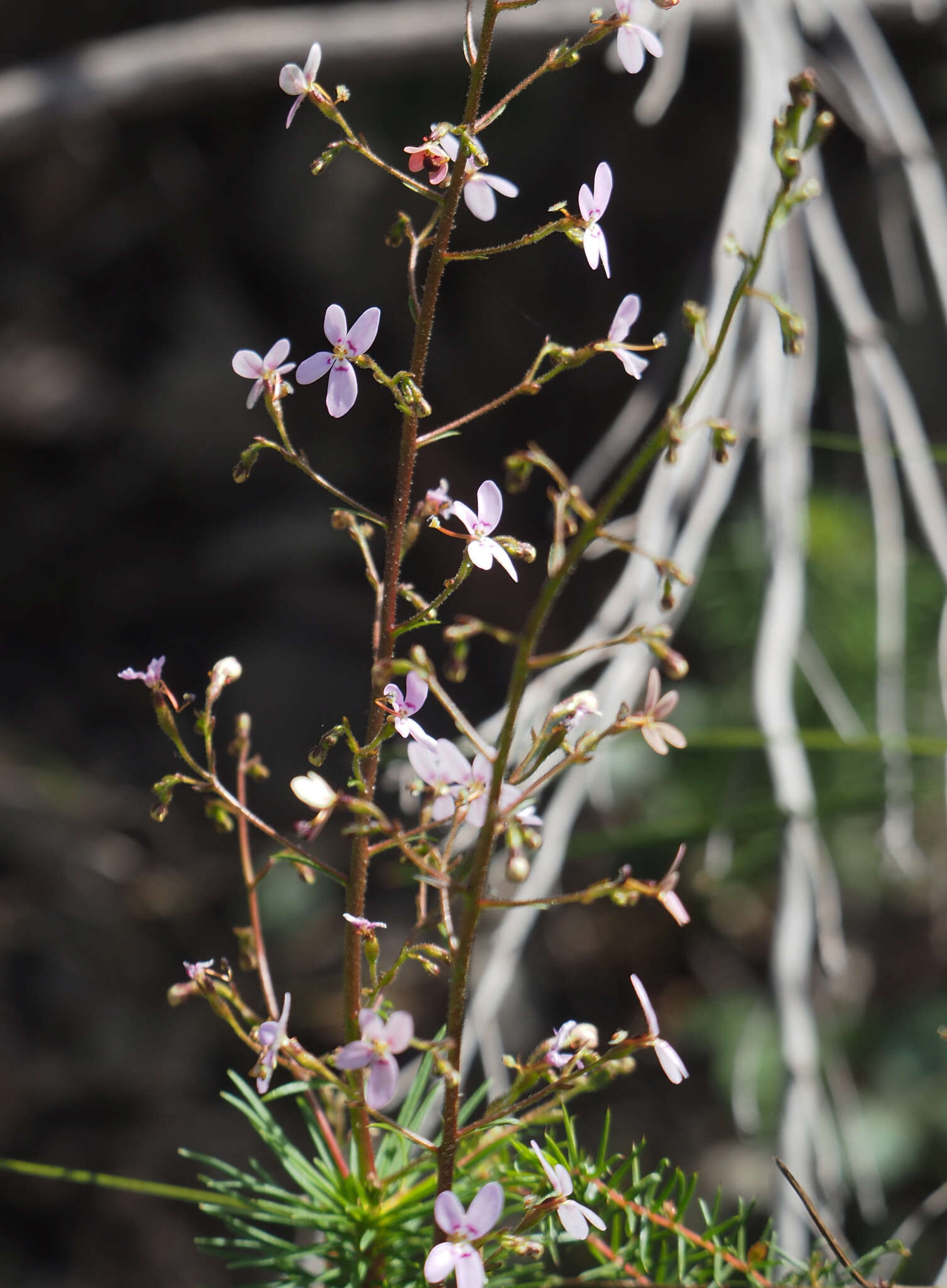 Image of Stylidium laricifolium Rich.