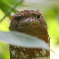 Image of Blyth's Frogmouth