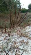 Image of slenderleaf clammyweed