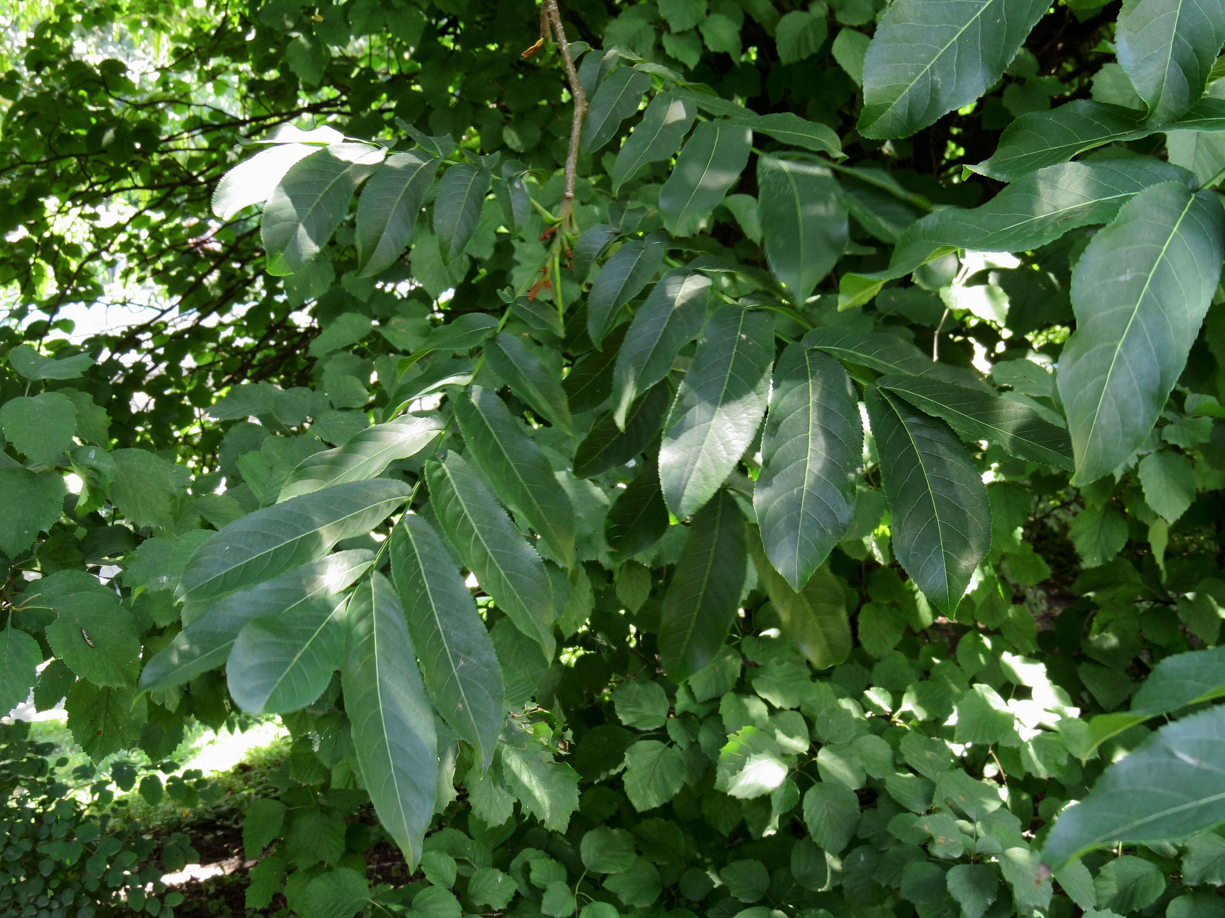 Image of Caucasian Wingnut