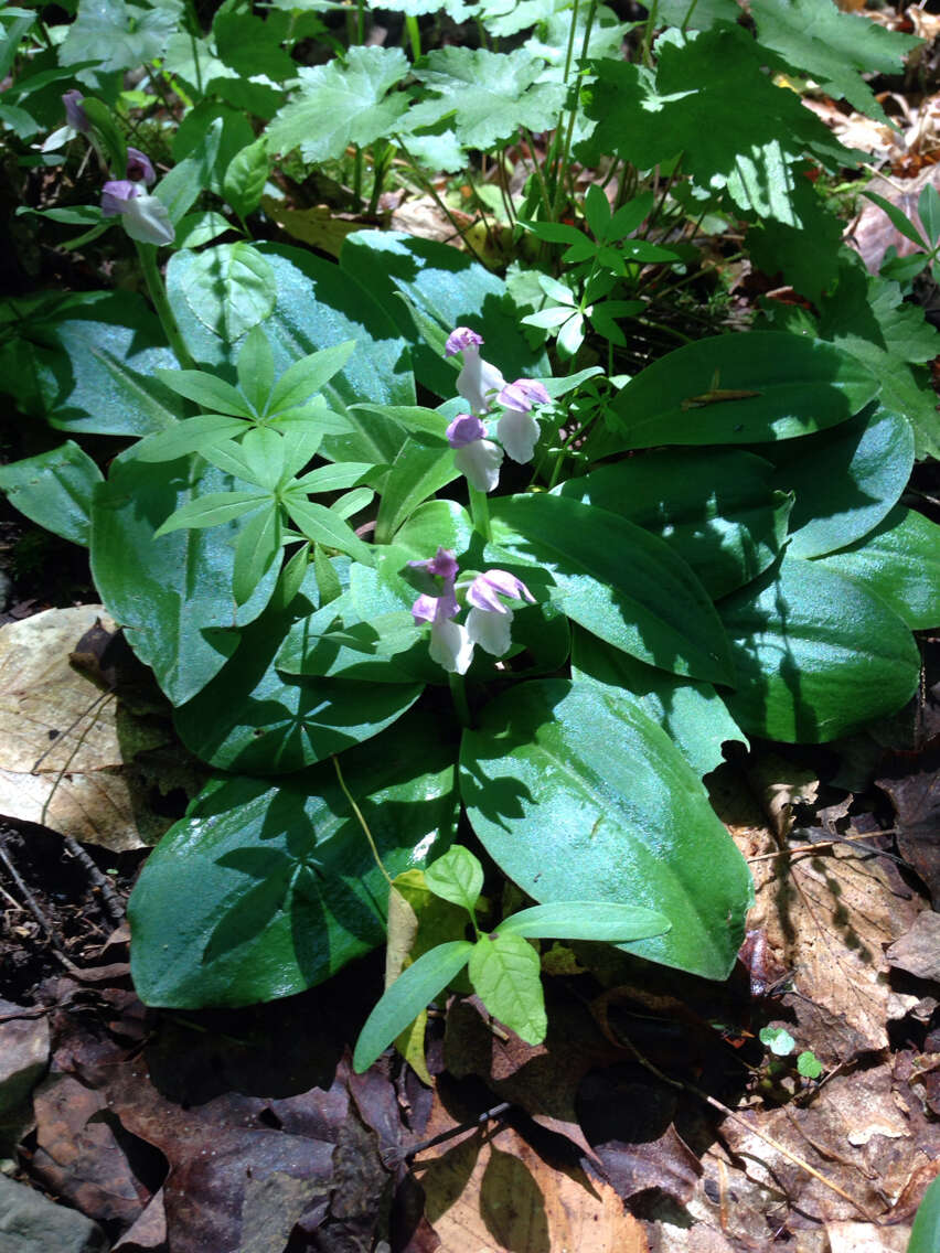 Plancia ëd Galearis spectabilis (L.) Raf.