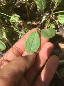 Image of Hart's Groundsel