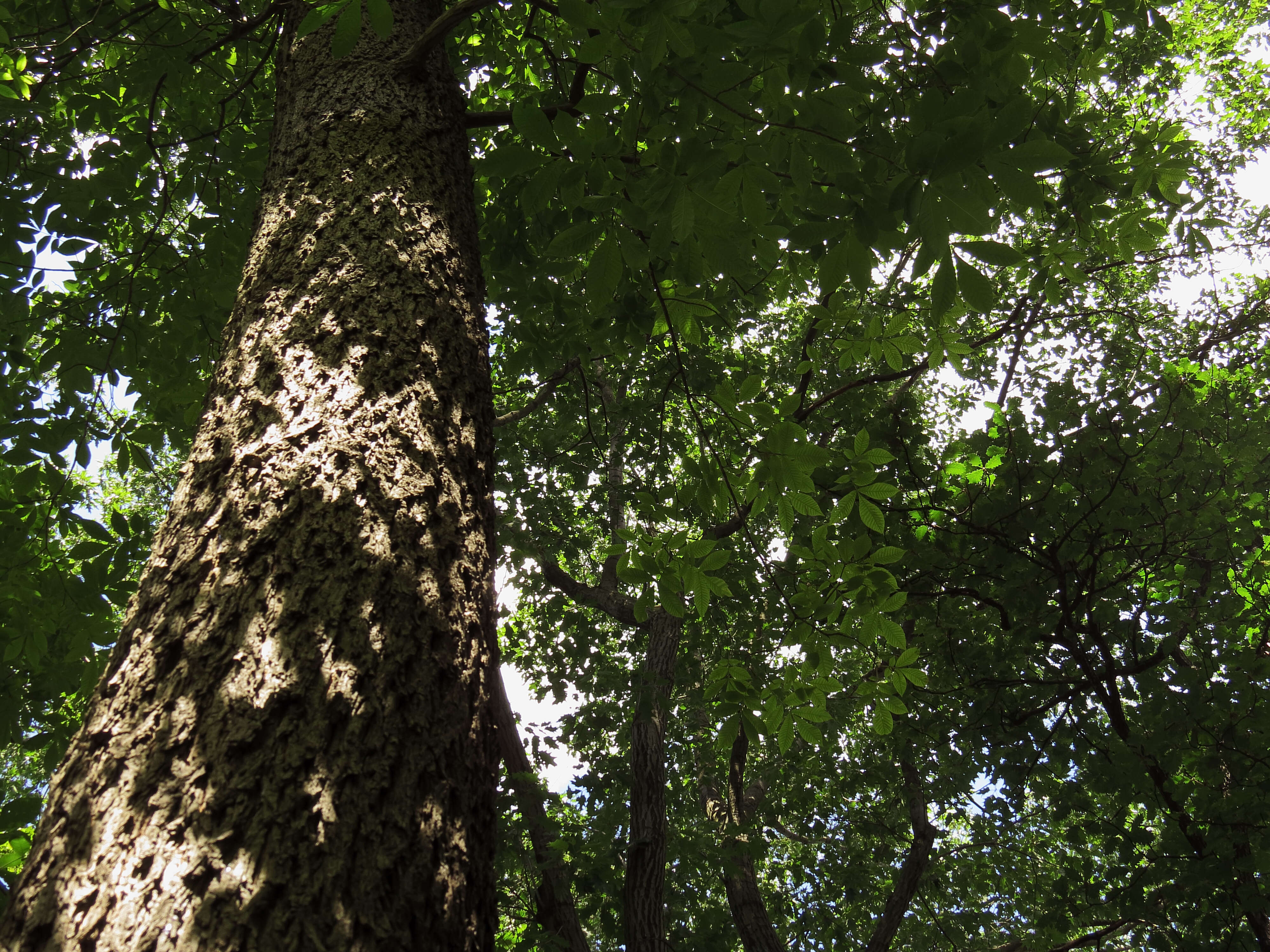 Image of pignut hickory