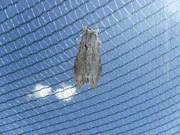 Image of convolvulus hawk moth