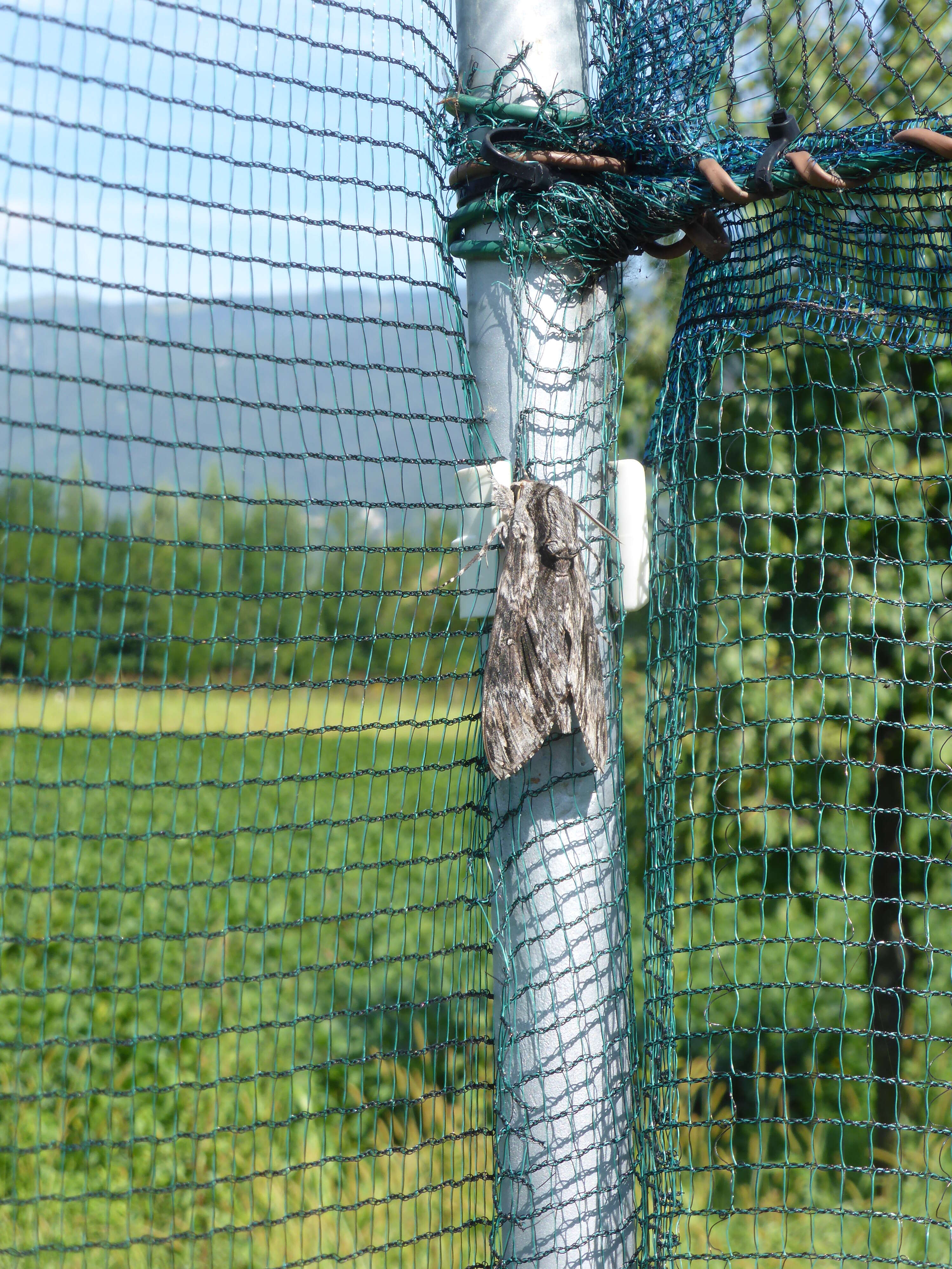 Image of convolvulus hawk moth