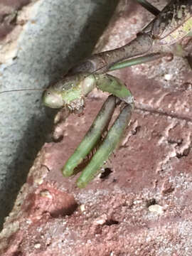 Image of Carolina Mantis