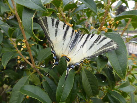 Image of Iphiclides