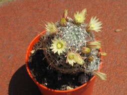 Image of Mammillaria duwei Rogoz. & P. J. Braun