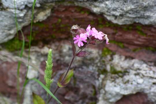 صورة Silene dioica (L.) Clairv.