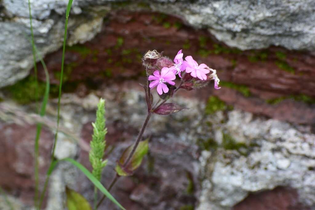 صورة Silene dioica (L.) Clairv.