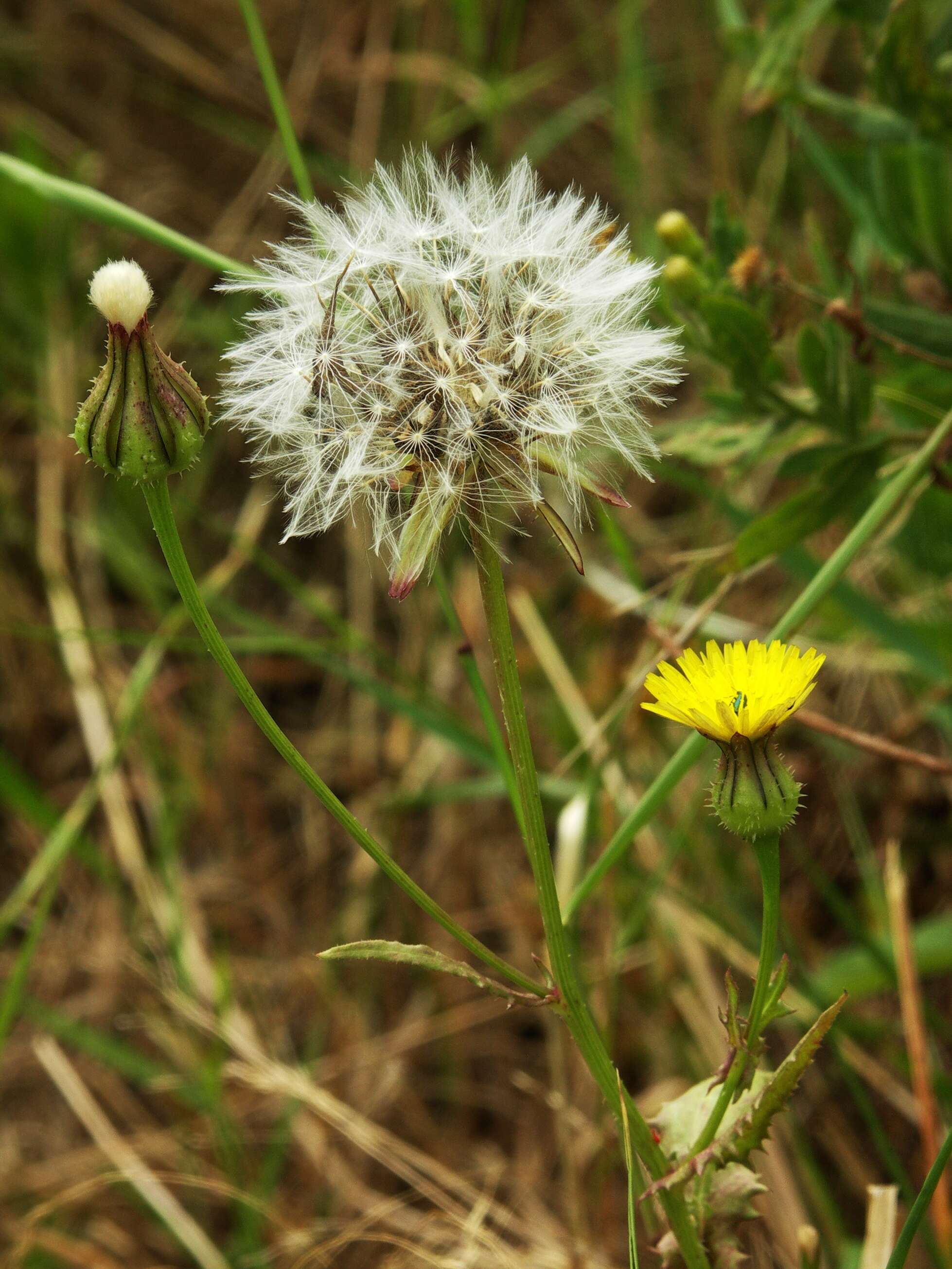 Image of few-leaved hawkweed