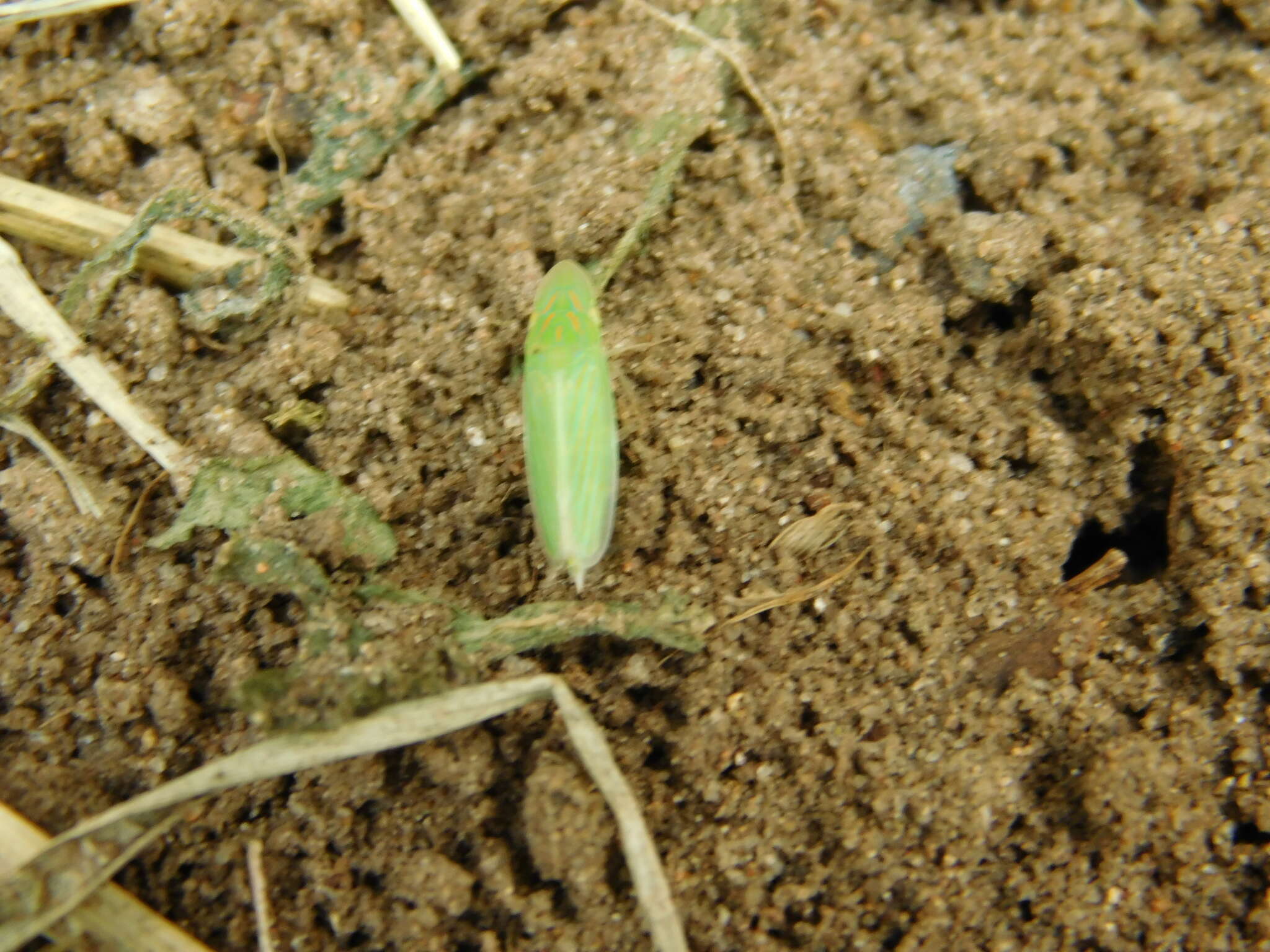 Image de Spangbergiella vulnerata Uhler 1877