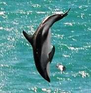 Image of Dusky Dolphin