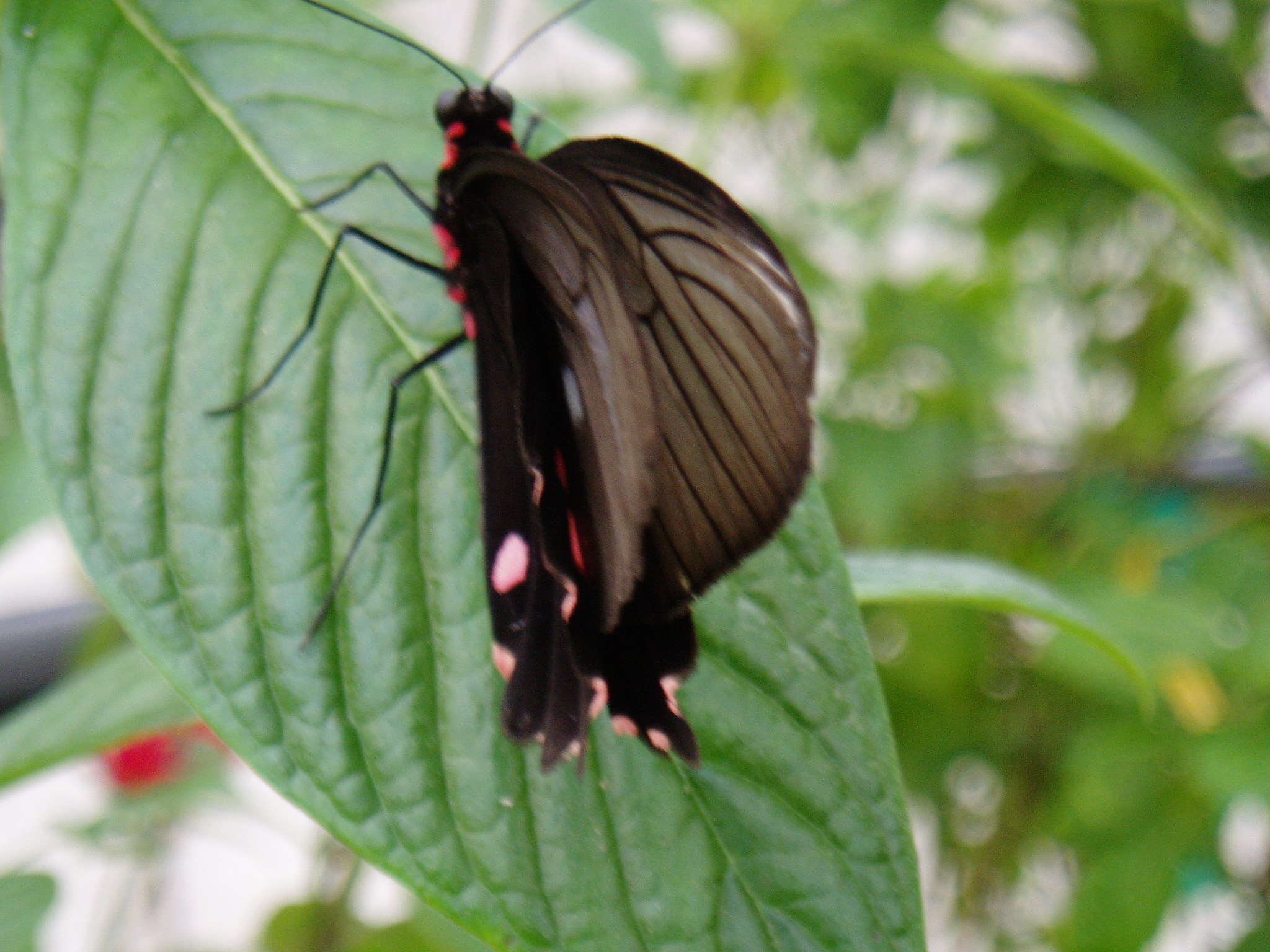 Image de Papilio anchisiades Esper 1788