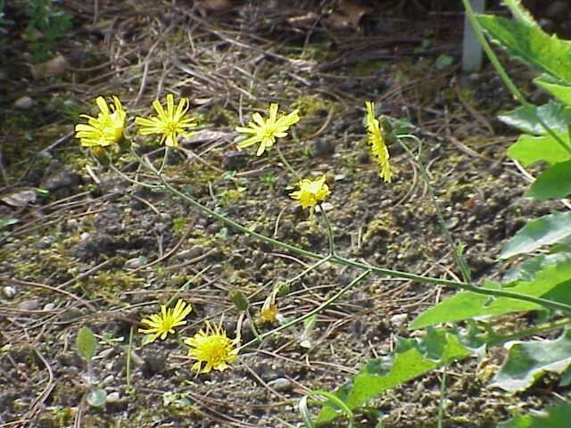 Image of few-leaved hawkweed