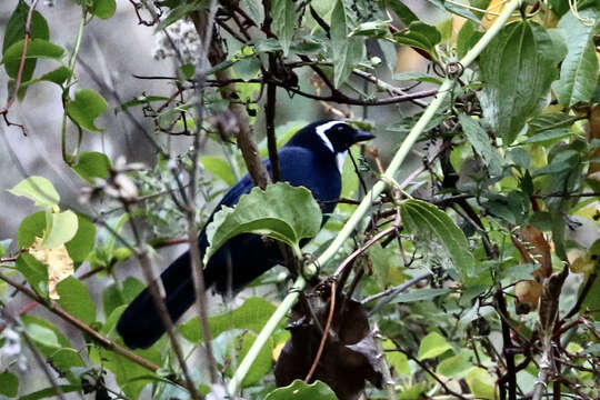 Image of White-throated Jay