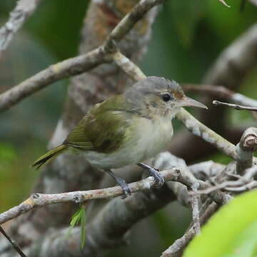 Image of Buff-cheeked Greenlet