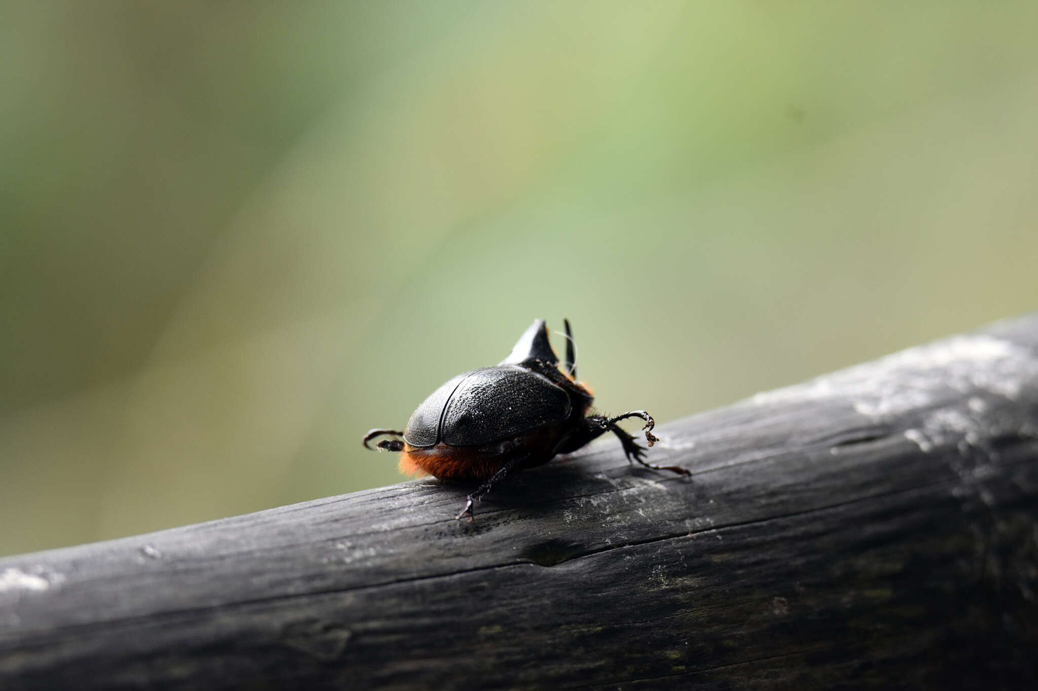 Image de Heterogomphus