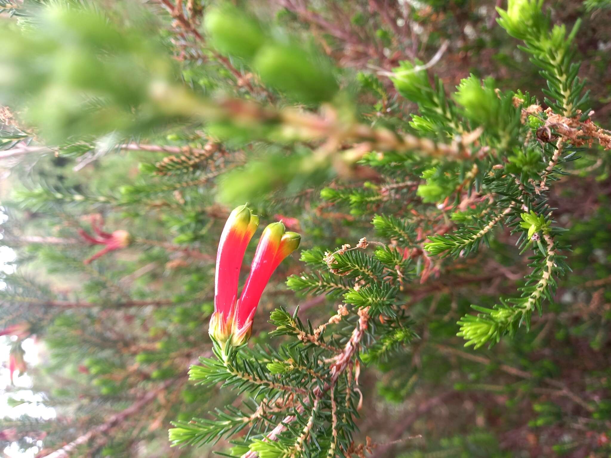 Image of Erica unicolor Wendl.