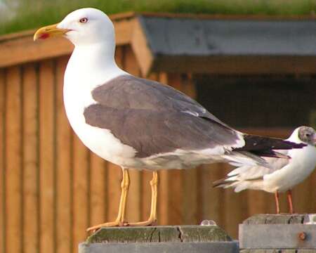 Image of Lesser Black-backed Gull