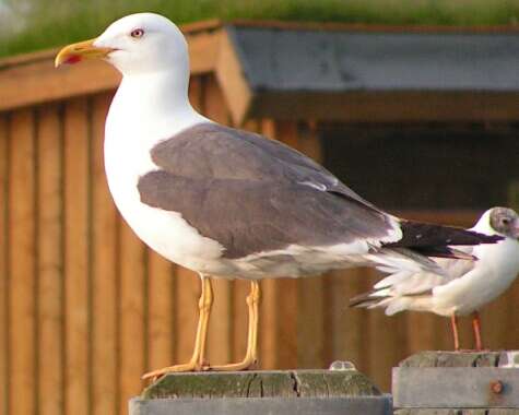 Image of Lesser Black-backed Gull