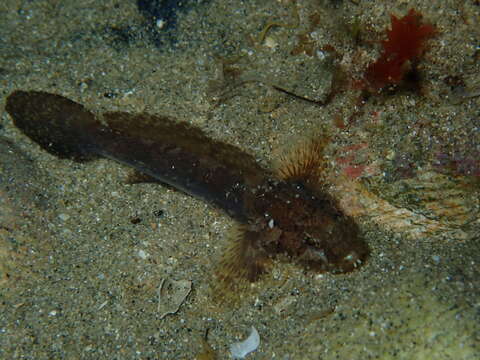 Слика од Callogobius mucosus (Günther 1872)