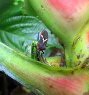 Image of Leptoscelis tricolor Westwood 1842