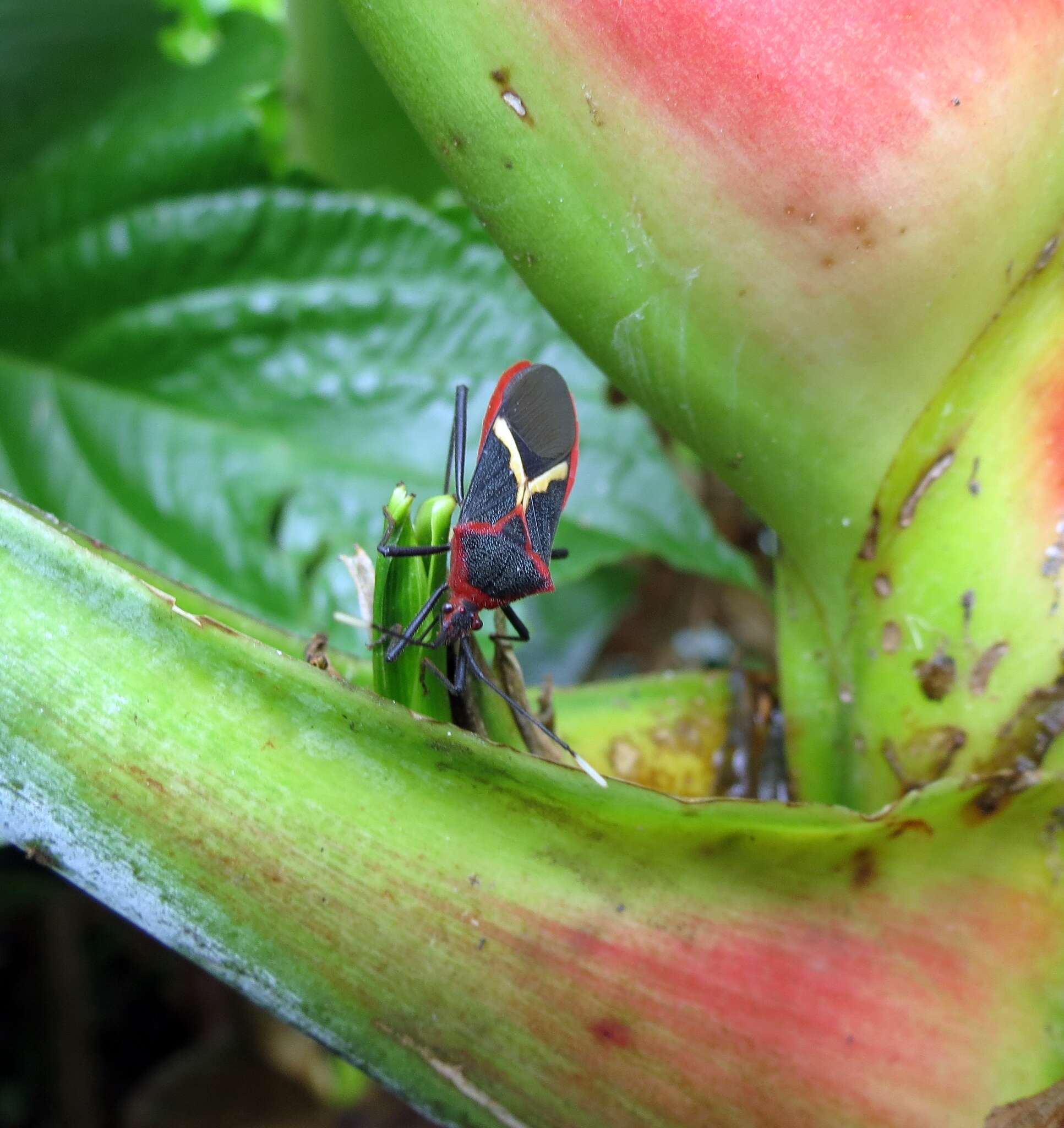 Image of Leptoscelis tricolor Westwood 1842