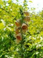 Слика од Digitalis ferruginea L.