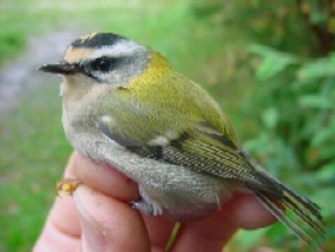 Image of Common Firecrest