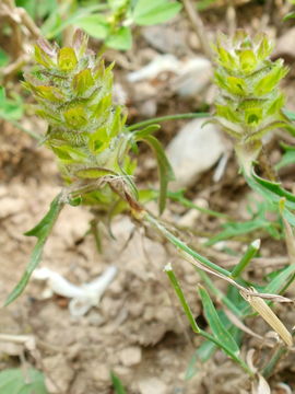 Image of cutleaf selfheal