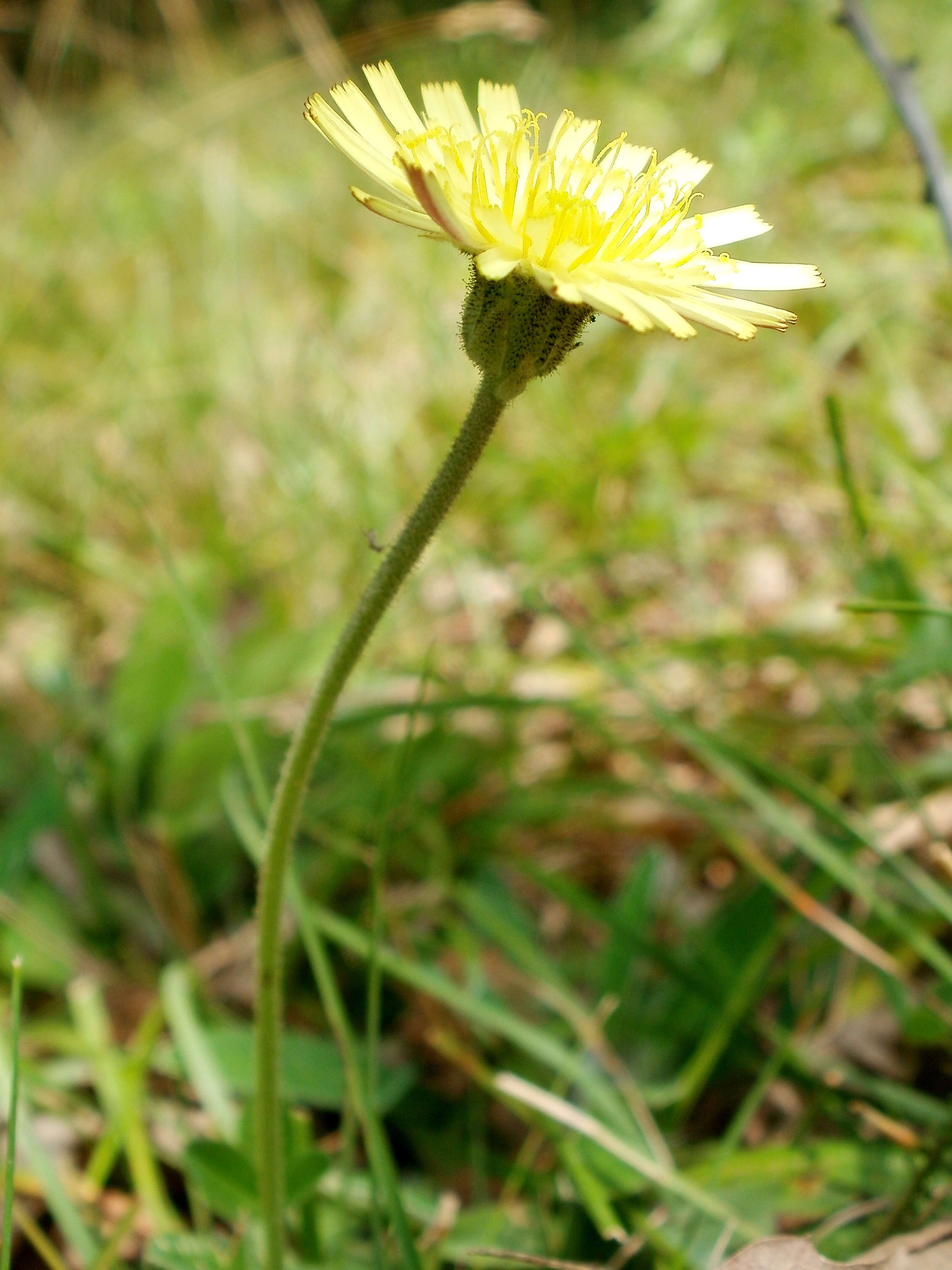 Image of Mouse-ear-hawkweed