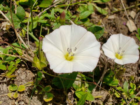 Image of Field Bindweed