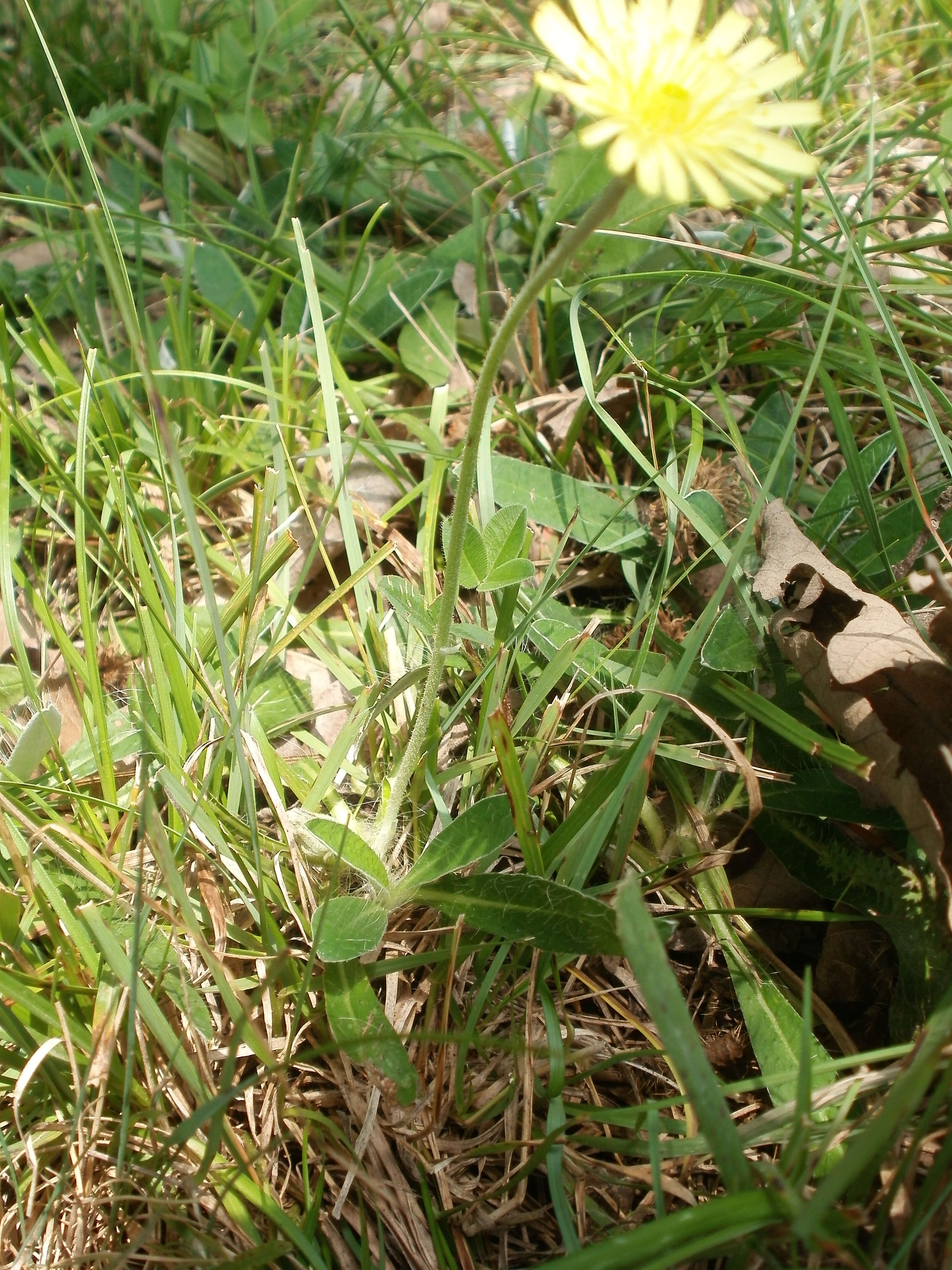 Image of Mouse-ear-hawkweed