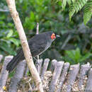 Image of Common Smoky Honeyeater