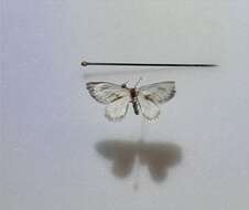 Image of Cilix