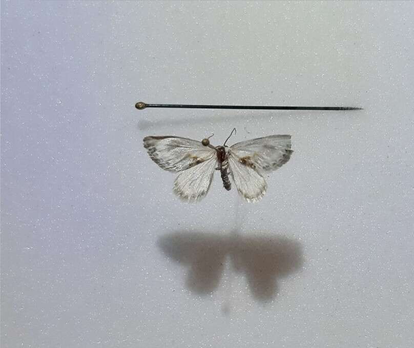 Image of Cilix
