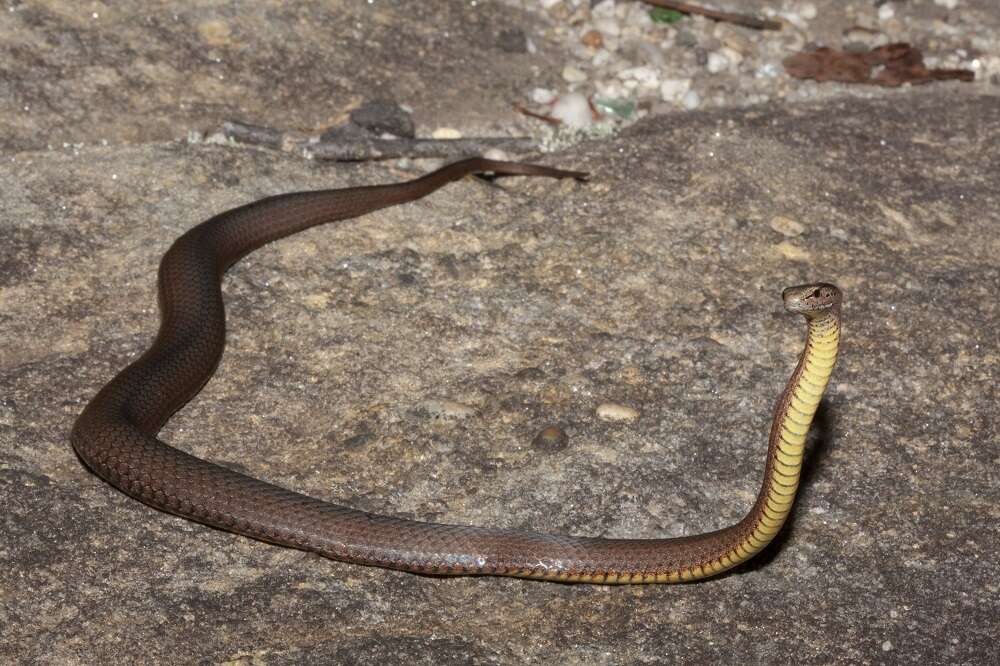 Image of Mustard-bellied Snake