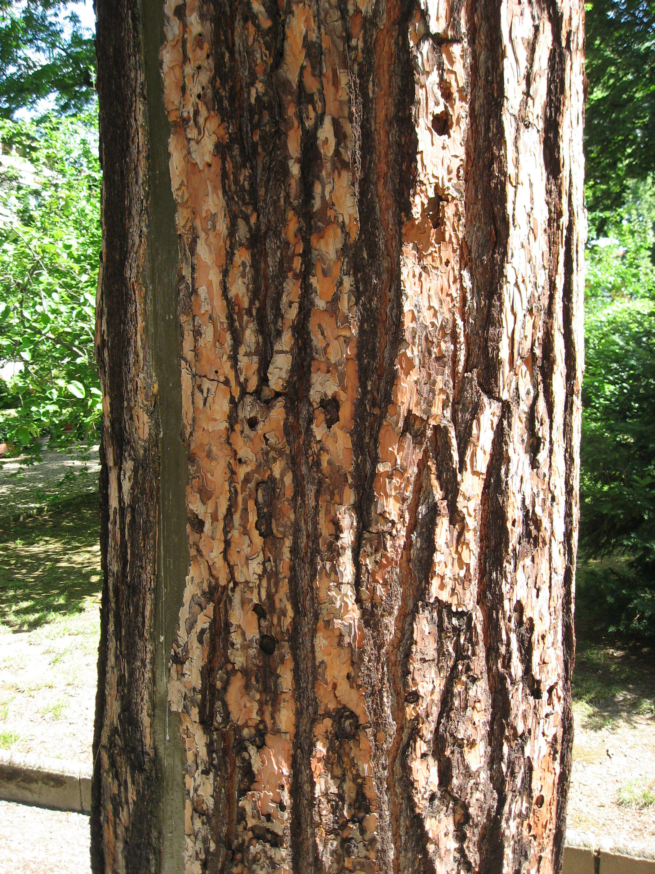 Image of Brutia Pine