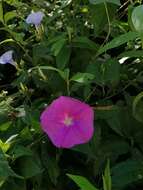 Image of Ipomoea dumosa (Benth.) L. O. Wms.