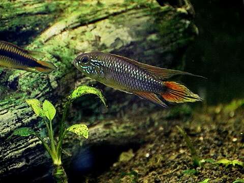 Image of Agassiz&#39;s dwarf cichlid