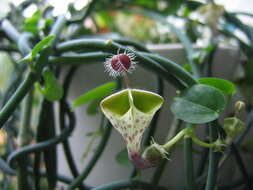 Image de Ceropegia