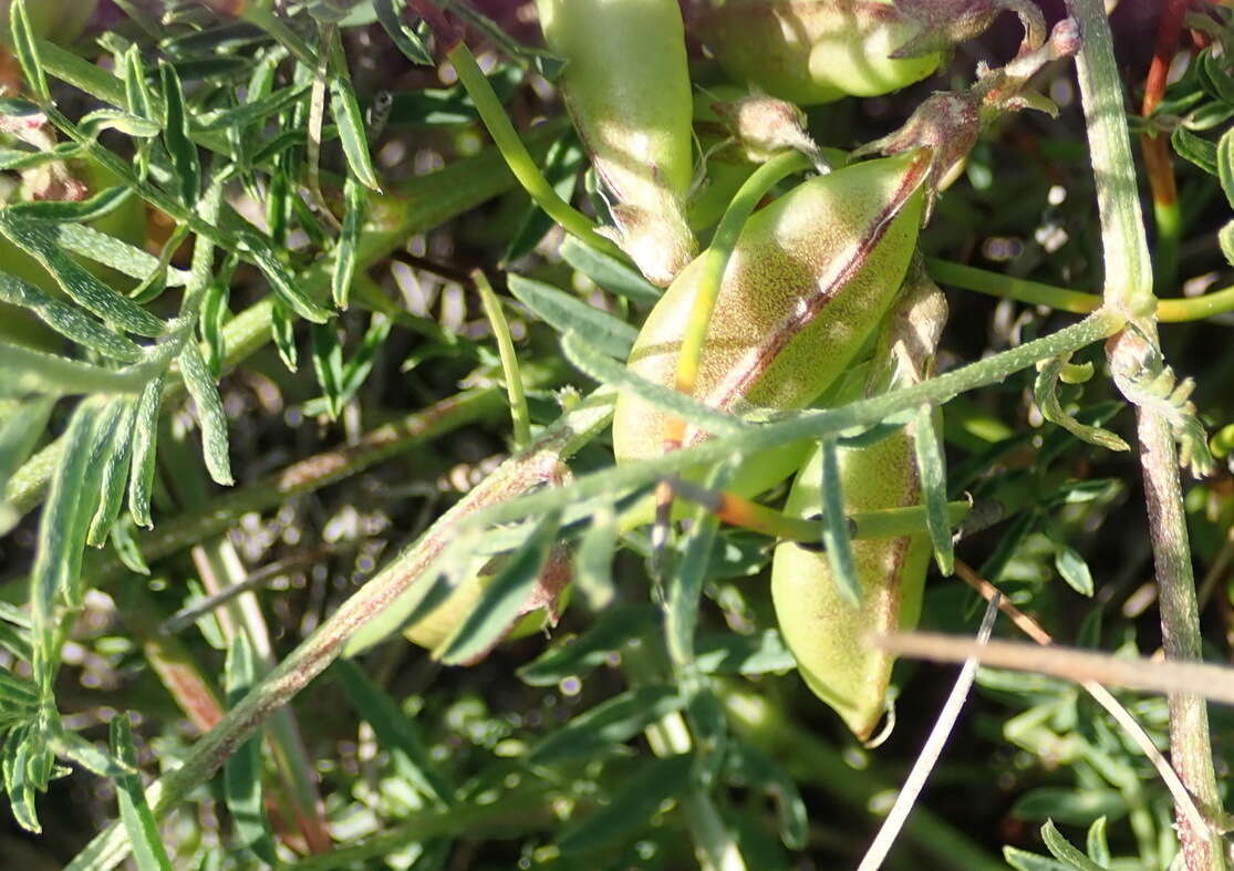 Image of Lessertia miniata T. M. Salter