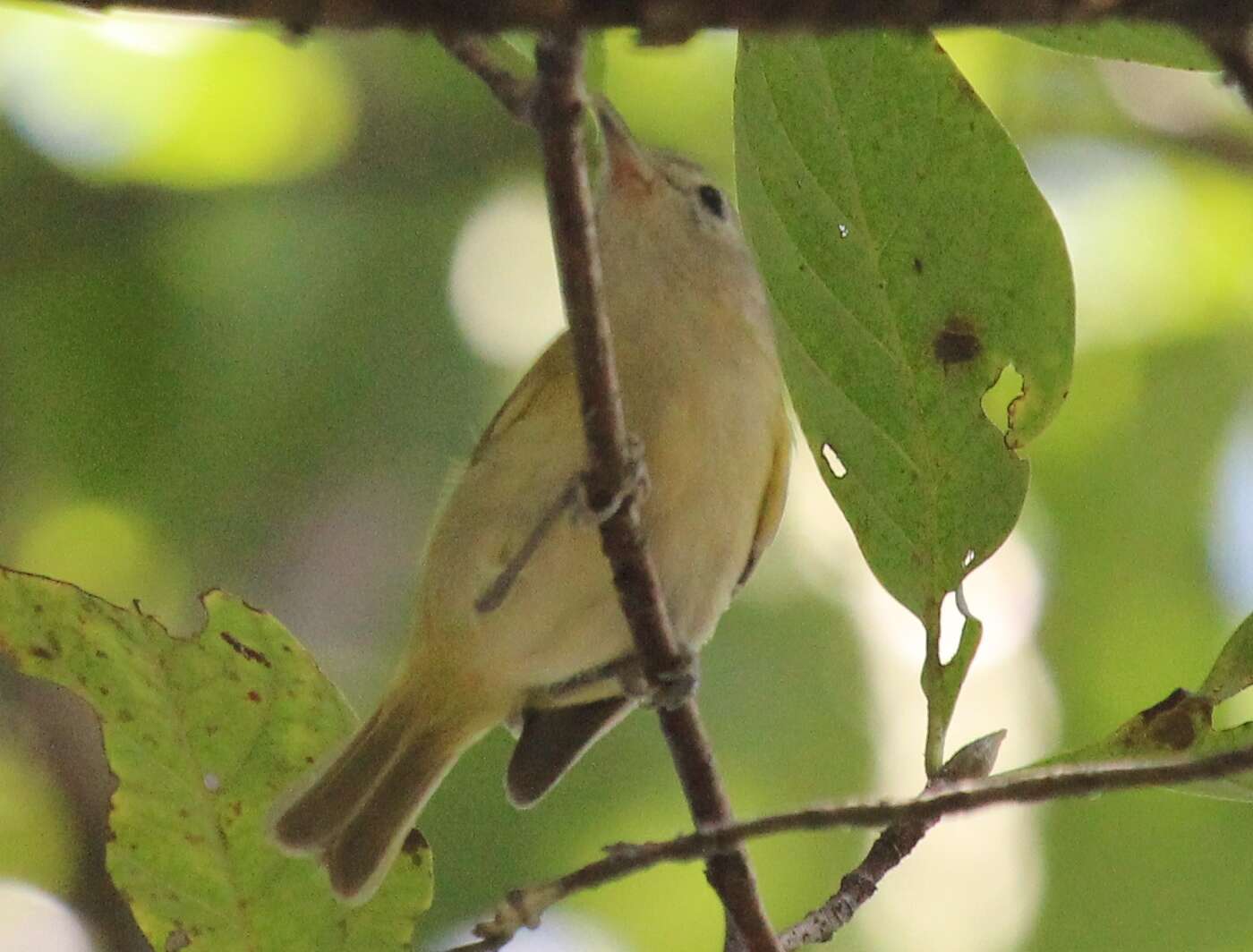 Image of Pachysylvia decurtata (Bonaparte 1838)