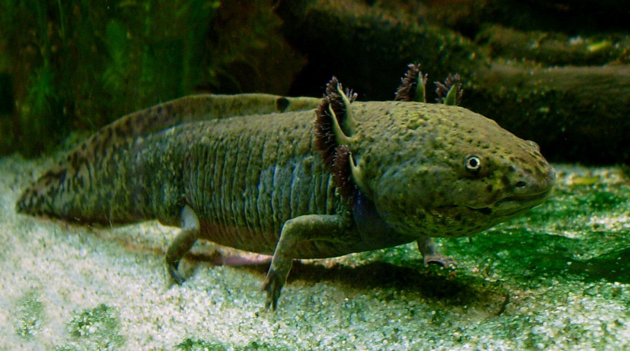 Image of Axolotl