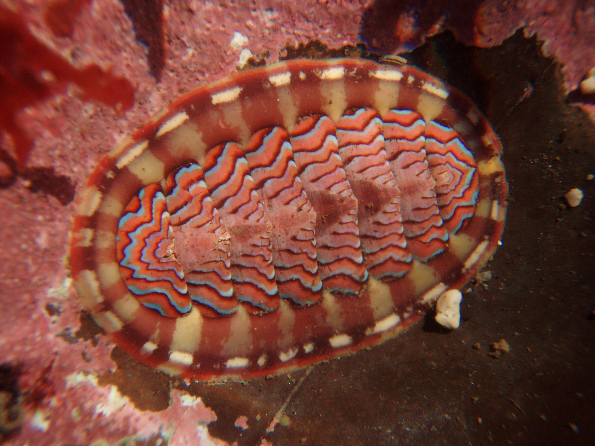 Image of Tonicella lokii R. N. Clark 1999