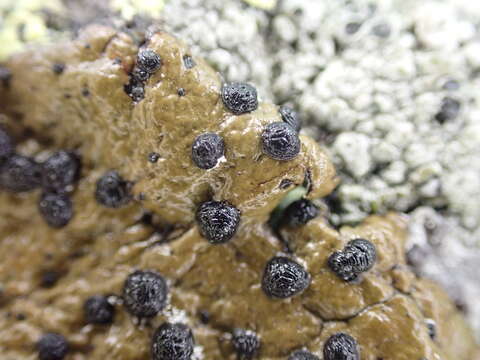 Image of Blistered rock tripe lichen